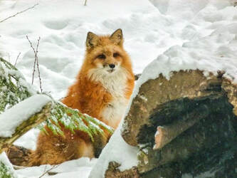 Red Fox in winter snow