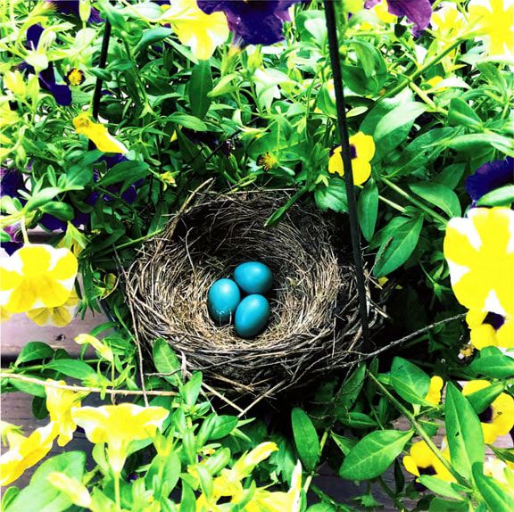 Eggs in a nest - Spring Photo